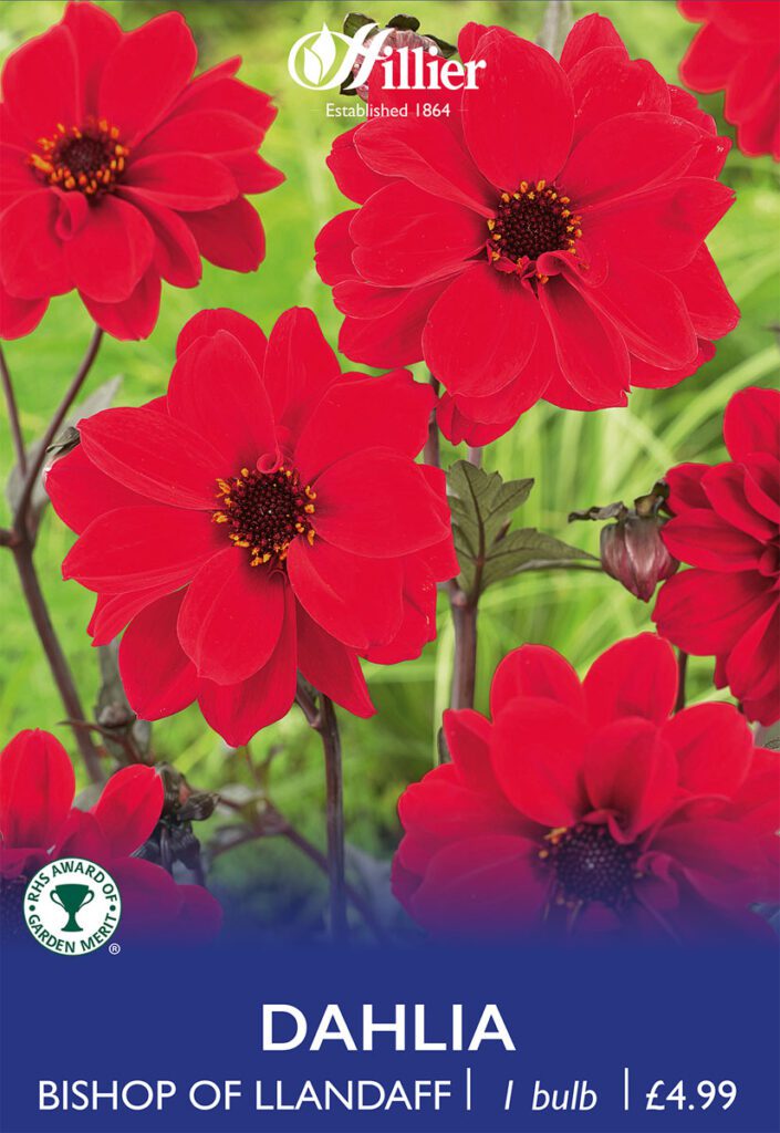 Dahlia Bishop Of Llandaff Tubers 8718641996676 2